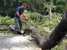 How Our Tree Care Process Works  in Rochester, NH